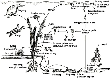 Gambar 3  Jaring makanan dari suatu ekosistem lamun di Filipina (Fortes 1990) 