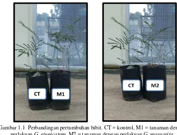 Gambar 1.1  Perbandingan pertumbuhan bibit. CT = kontrol, M1 = tanaman dengan perlakuan G