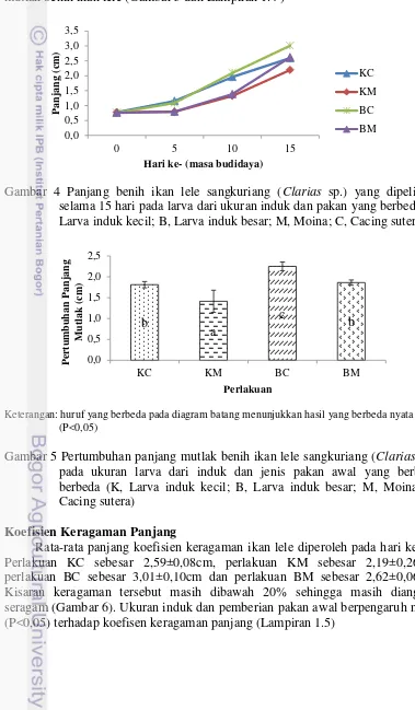 Gambar 4 Panjang benih ikan lele sangkuriang ( Clarias sp.) yang dipelihara 