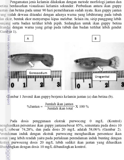 Gambar 1 Juvenil ikan guppy berjenis kelamin jantan (a) dan betina (b). 