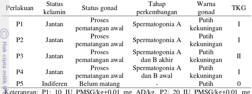 Tabel 8 Status kelamin ikan sidat setiap perlakuan selama pemeliharaan 
