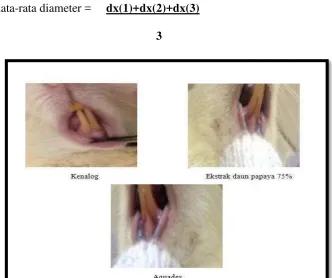 Gambar 7. Diameter luka 