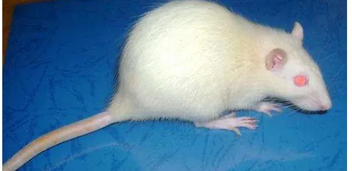 Gambar. 4 Tikus Putih(Rattus norvegicus) galur Sprague Dawley (Sumber : Budhi Akbar, 2010) 