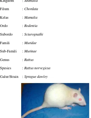 Gambar 3. Tikus Putih (Rattus norvegicus) Galur Sprague Dawley 