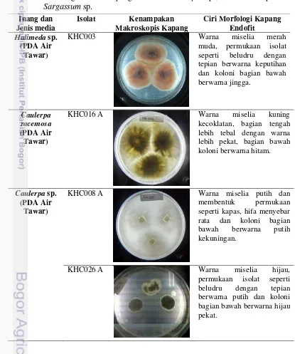 Tabel 1 Morfologi isolat kapang endofit Caulerpa sp., Halimeda sp. dan 