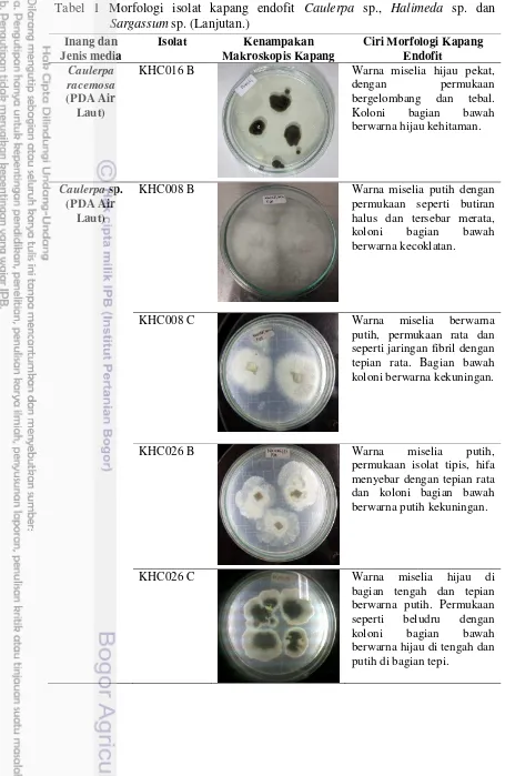 Tabel 1 Morfologi isolat kapang endofit Caulerpa sp., Halimeda sp. dan Sargassum sp. (Lanjutan.) 