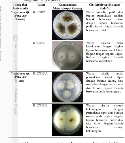 Tabel 1 Morfologi isolat kapang endofit Caulerpa sp., Halimeda sp. dan Sargassum sp. (Lanjutan.) 
