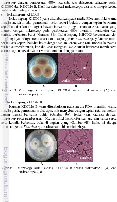 Gambar 8 Morfologi isolat kapang KHC003 secara makroskopis (A) dan 