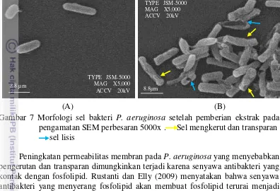 Gambar 7 Morfologi sel bakteri P. aeruginosa setelah pemberian ekstrak pada 