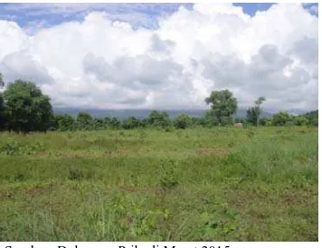 Gambar 8. Tanah Pertanian di Datah Menjelang Akhir Musim Hujan 2015 3.3 Daerah Bugbug 