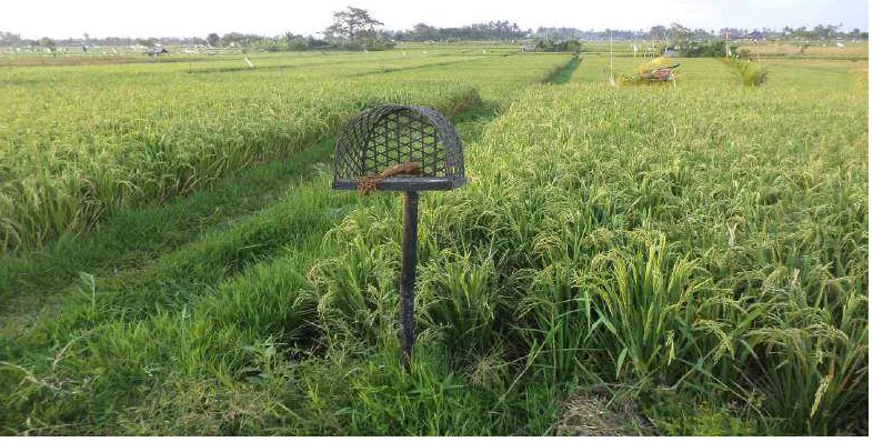 Gambar 9. Upacara biukukung 