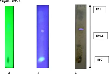 Gambar 7. Hasil KLT fraksi semi polar ekstrak etanol bawang putih  dengan fase gerak toluen:metanol 50:50 (v/v) dan fase diam silika gel GF366 nm (B) dan reaksi semprot vanilin dan asam asetat glasial (C)   254, dideteksi dengan UV 254 nm (A), UV  