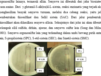 Gambar 8. Hasil uji bioautografi terhadap Streptococcus mutans (A) Pseudomonas aeruginosa 