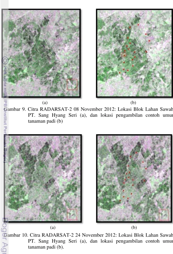 Gambar  9.  Citra  RADARSAT-2  08  November  2012:  Lokasi  Blok  Lahan  Sawah  PT.  Sang  Hyang  Seri  (a),  dan  lokasi  pengambilan  contoh  umur  tanaman padi (b) 