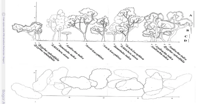 Gambar 2 Diagram profil pohon habitat jalak putih di Savana Bekol Taman Nasional Baluran 