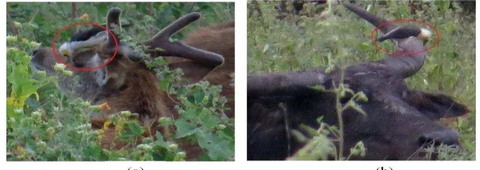 Gambar 4 Jalak putih memakan kutu a) rusa timor dan b) kerbau liar 