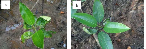 Gambar 5 Perubahan fisiologis tanaman P4: (a) Kondisi daun sebelum diberi pemupukan dan (b) setelah diberi pemupukan  