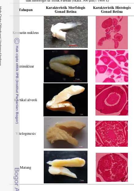 Tabel 3.2 Tahapan perkembangan oosit ikan seriding (A. nalua) secara morfologis dan histologis di Teluk Pabean (skala: 500 µm) / (400 x)  