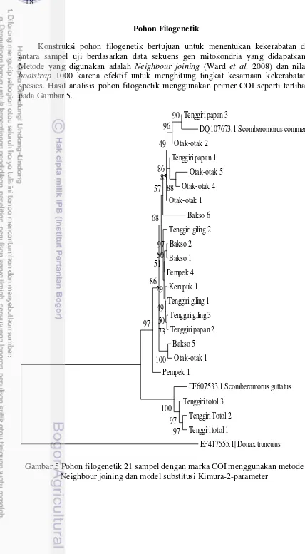 Gambar 5 Pohon filogenetik 21 sampel dengan marka COI menggunakan metode 