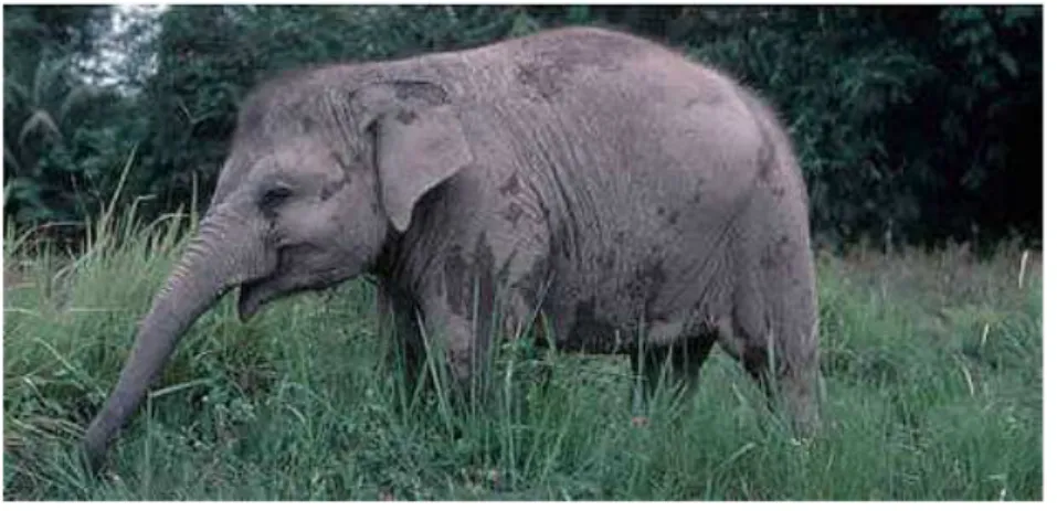 Gambar 3  Gajah sumatera 12    
