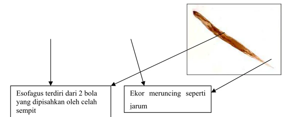Gambar 12    Cacing Oxyuris sp. muda pada tinja Bina dengan pembesaran 10X  (kiri) dan cacing Oxyuris sp