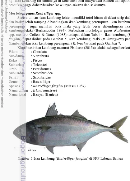 Gambar 6, dan ikan kembung perempuan (R. brachysoma) pada Gambar 7.  
