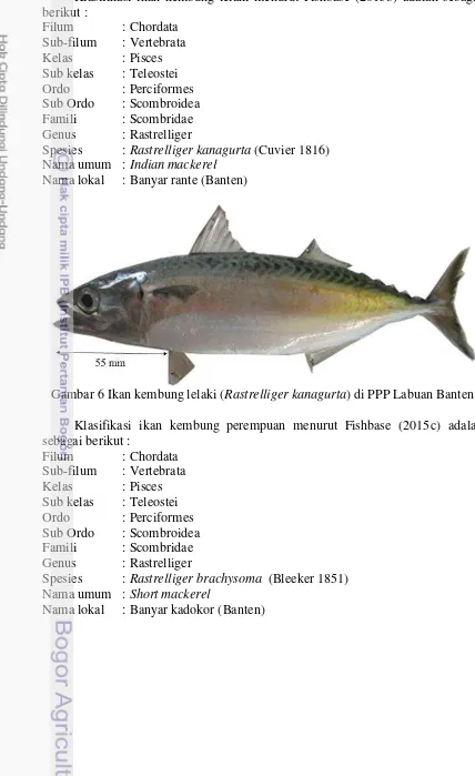 Gambar 6 Ikan kembung lelaki (Rastrelliger kanagurta) di PPP Labuan Banten 