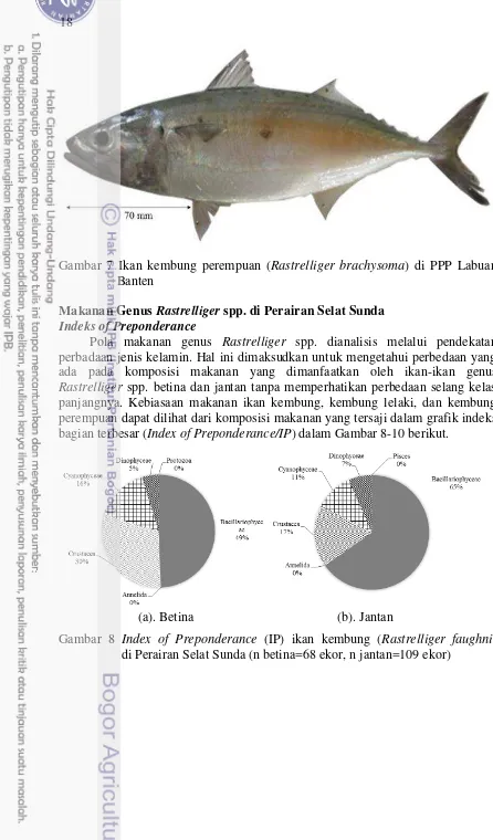 Gambar 7 Ikan kembung perempuan (Rastrelliger brachysoma) di PPP Labuan    