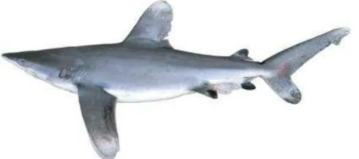 Gambar 1: Hiu Koboy atau  Carcharhinus longimanus (Sumber: Kementerian Kelautan dan Perikanan) 