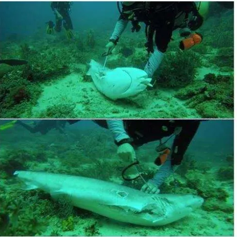 Gambar 9: Bangkai hiu tanpa sirip yang ditemukan di perairan Raja Ampat (Sumber: www.rappler.com) 