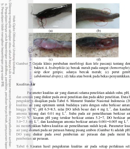 Gambar 7 Gejala klinis perubahan morfologi ikan lele pascauji tantang dengan 