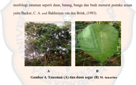 Gambar 4. Tanaman (A) dan daun segar (B) M. tanarius 