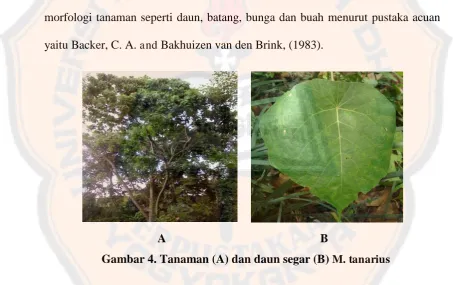 Gambar 4. Tanaman (A) dan daun segar (B) M. tanarius 