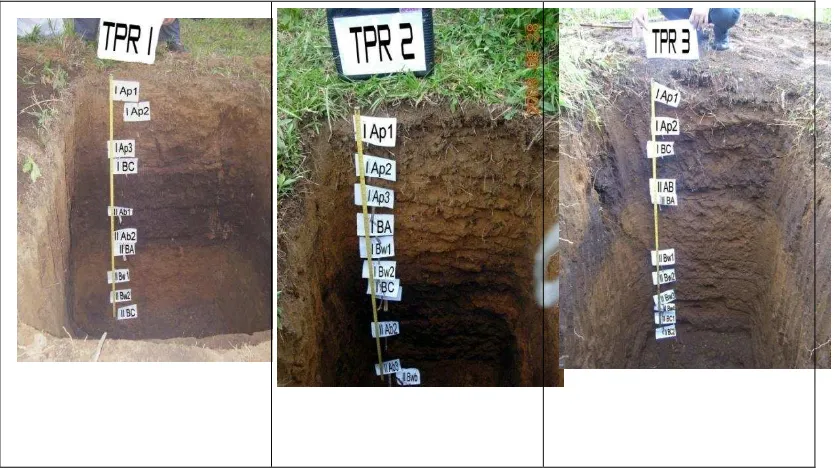 Fig 4.  The soil profiles of Mt. Tangkuban Parahu 