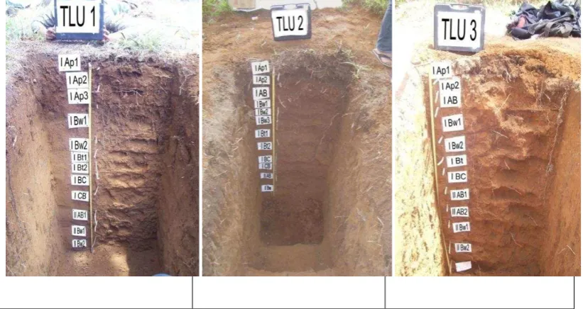 Fig 5.  The soil profiles of Mt. Tilu 