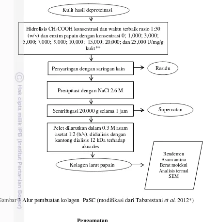 Gambar 3 Alur pembuatan kolagen  PaSC (modifikasi dari Tabarestani  et al. 2012*) 