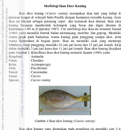 Gambar 4 Ikan ekor kuning (Caesio cuning) 