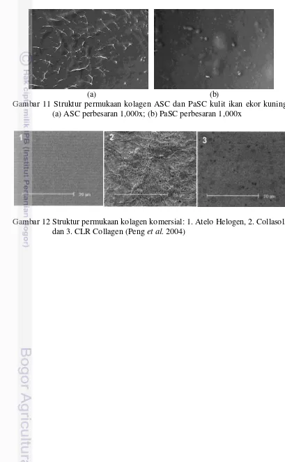 Gambar 11 Struktur permukaan kolagen ASC dan PaSC kulit ikan ekor kuning: 