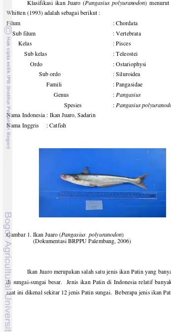 Gambar 1. Ikan Juaro (Pangasius  polyuranodon) 