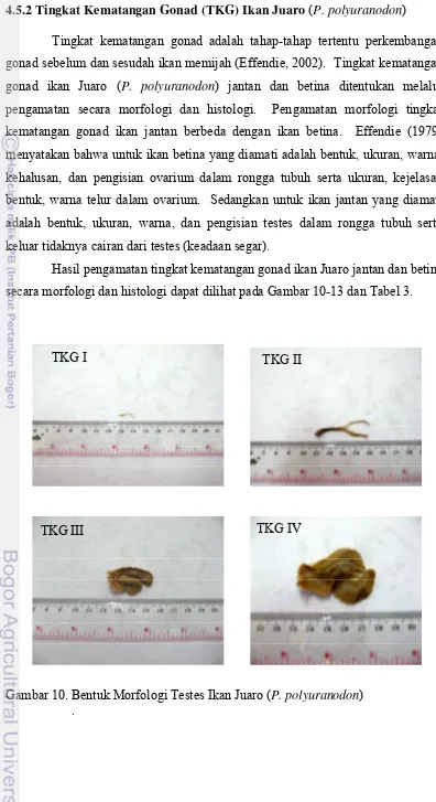 Gambar 10. Bentuk Morfologi Testes Ikan Juaro (P. polyuranodon) 