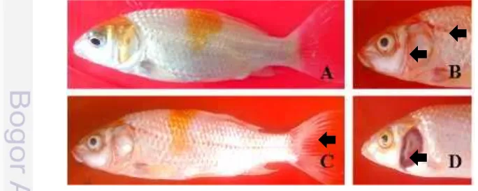Gambar 3 Gejala klinis ikan uji yang terinfeksi KHV. Ikan sehat (A), hemorrhage
