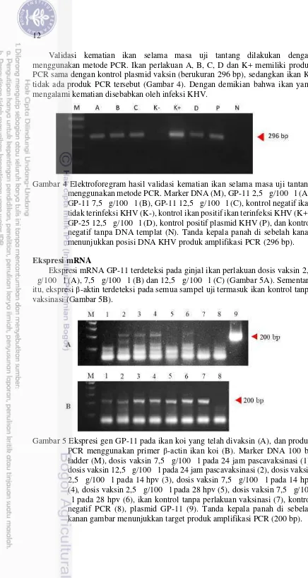 Gambar 4 Elektroforegram hasil validasi kematian ikan selama masa uji tantang
