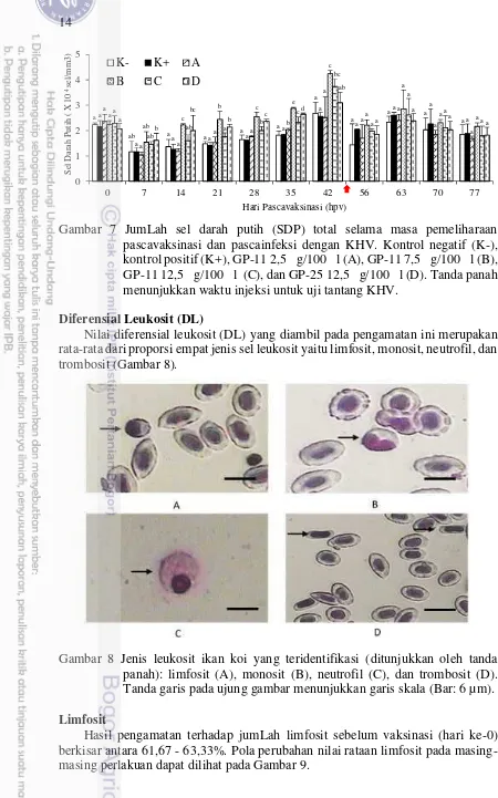 Gambar 7 JumLah sel darah putih (SDP) total selama masa pemeliharaan