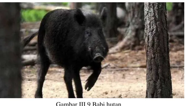 Gambar III.9 Babi hutan 