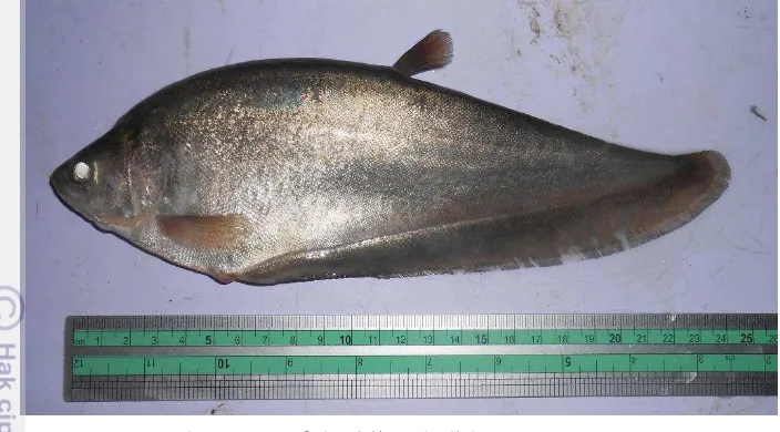 Gambar 2. Morfologi ikan belida (Notopterus notopterus) 