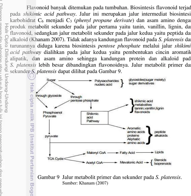Gambar 9  Jalur metabolit primer dan sekunder pada S. platensis.                       Sumber: Khanam (2007) 