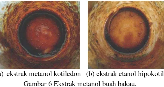 Gambar 6 Ekstrak metanol buah bakau.  