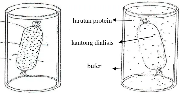 Gambar 4.  Pemisahan protein berdasarkan ukuran   molekul dengan dialisis (Stryer, 2007)