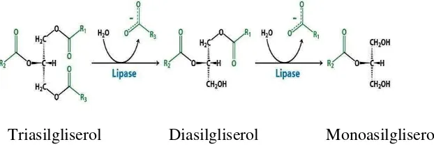 Gambar 5.  Reaksi hidrolisis triasilgliserol oleh lipase (L. Stryer 2007) 