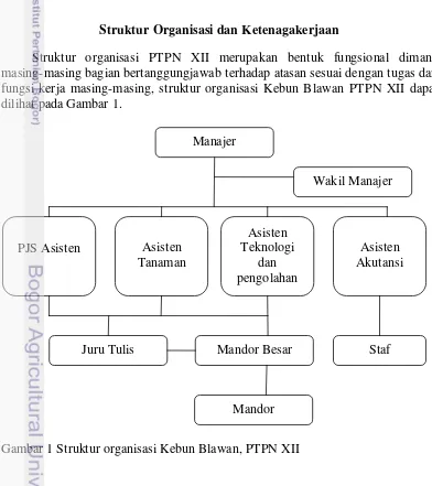 Gambar 1 Struktur organisasi Kebun Blawan, PTPN XII 